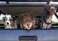 The Sandy Dogs Of Cliffside