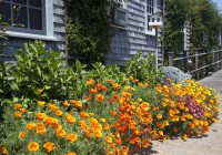 California Poppies California Poppies